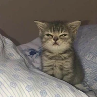 แอด