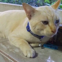 จีนเองฮะ