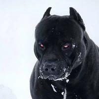 Buster [Dog 2]