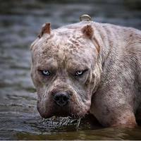 Apollo [Dog 1]
