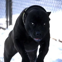 Toby [Dog 3]