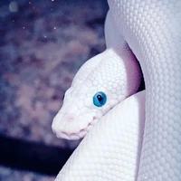 เจี่ยเจีย(นางเอก)
