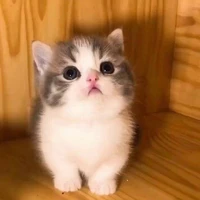 เปเป้