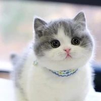 โยชิ:แมวนายเอก