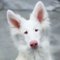 โย