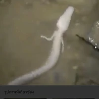 จิ้งเหลน