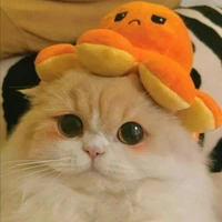 นูลเทล(เเมวน.อ)
