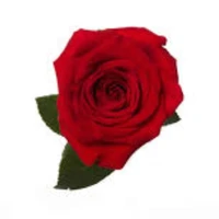 Rose B
