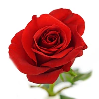 Rose A