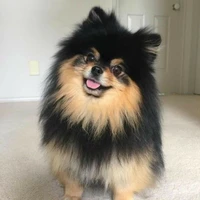 Yeontan/tan