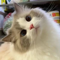 แมวโง่ๆ