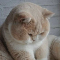 แมว