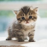 Chelsea versi kucing:)