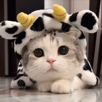 แอดเองง