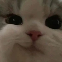 Pervert Meow~ 😼