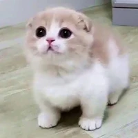 ลิล่า/เเมวนอ