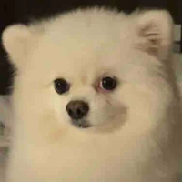 โพนี่