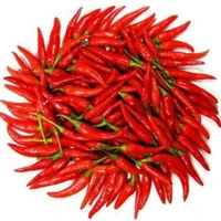 Geng Cabe Rawit