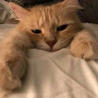 Autora/Bella