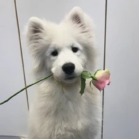 MUMU