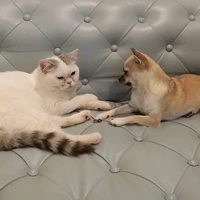 แก๊งหมี