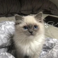 𝐺𝐴𝑇𝐼𝑁𝐻𝑂 🐈