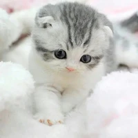 แอดเองค่าา