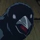 annoying crow