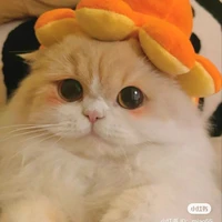 เมโอะ(แมว)