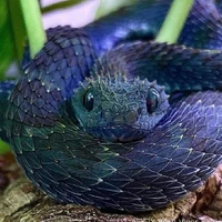 ซาฟ่า(สัตว์เอเรเชีย)