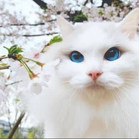 ลูเซลล์(เผ่าแมว+องค์ชาย+น.อ)🐱