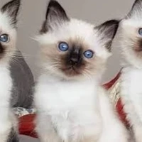 เซียน(เผ่าแมว+องค์ครักษ์น.อ+น.ร)🐱