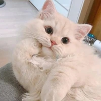มิเรโนะ (แมว)