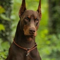 Tritón