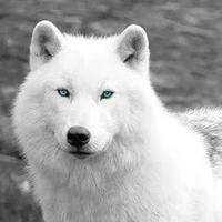 Aurora(FL Wolf)