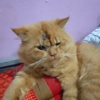 แซมพู(พ.อ.)