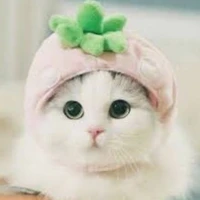ขนมปัง(แมว)