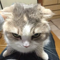 เเอด อยากเป็นม้าโพนี่