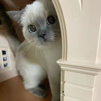 โซเฟีย (แมวนางเอก)