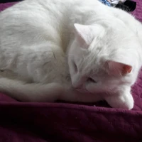 Neige 