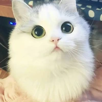 แอดเอง