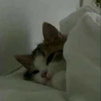 แอดเอง