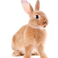Bunny (Rabbit)