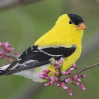 Lily (Bird)