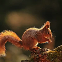 Bora (Squirrel)