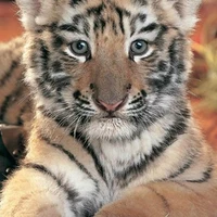 baby tata (tiger)