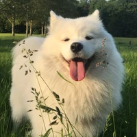 pom pom