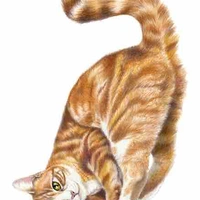 Lion (Cat’s cat)