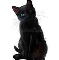 Nulla (Cat’s cat)