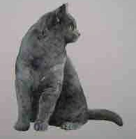 Churchill (Cat’s cat)